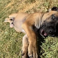 Photo of Titan (Was Tank)