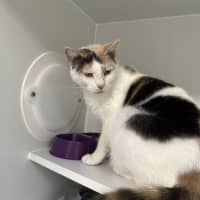 Photo of Tinkerbell