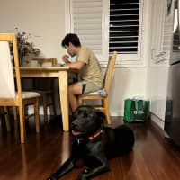 Photo of Boof   2 Year Old Labrador X Staffy