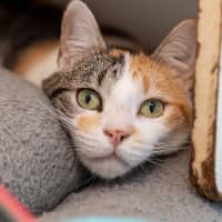 Photo of Fifi