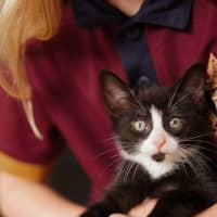 Photo of Tux