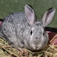 Photo of Fudge (Bonded With Choc Chip)