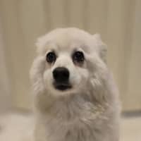 Photo of Fifi