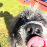 Photo of Alfie