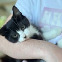 Photo of Deja Meet Me@Petstock Mornington Nepean Hwy