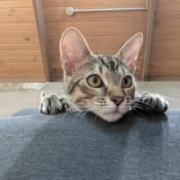 Photo of Treat   Located In Brunswick East