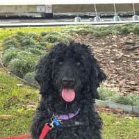 Photo of Scottie