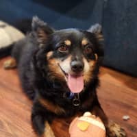 Photo of Elvis   7 Year Old Pomeranian X Chihuahua