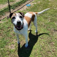 Photo of Milly (43683)