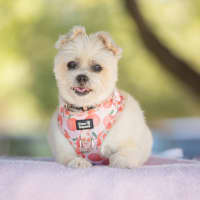 Photo of Pixie