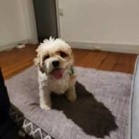 Photo of Simba And Lumi