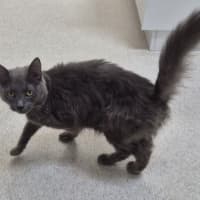 Photo of Delilah (9962)