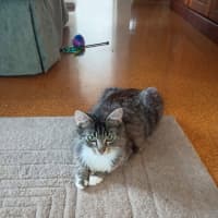 Photo of Peaches   In Foster Care In Doncaster