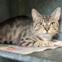 Photo of Fig
