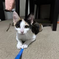 Photo of Calico   Trixie