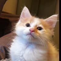 Photo of Winston