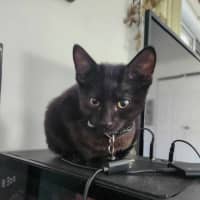 Photo of Poe