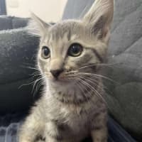 Photo of Oscar   Located In Preston