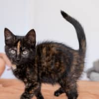 Photo of Tilly