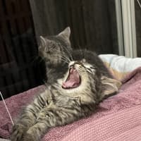 Photo of Luna (Lj) 