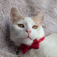 Photo of Sushi