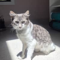 Photo of Gandalf (9084)