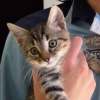 Photo of Booker  Now At Pet Quarters Rutherford 