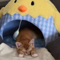 Photo of Peanut