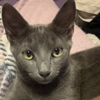 Photo of Ziggy
