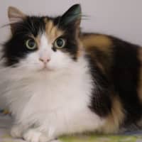 Photo of Wren