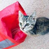 Photo of Pumpkin   Located In Eltham