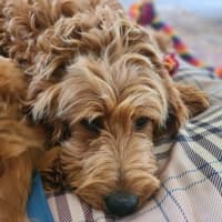 Photo of Murphy  Groodle