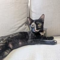 Photo of Olive