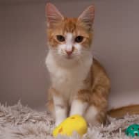 Photo of Peach