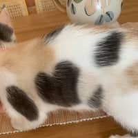 Photo of Chanel ❤️🎁❤️😽