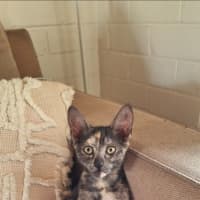 Photo of Betty