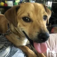 Photo of Ginger Meggs