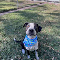 Photo of Freckles *$350 Adoption Fee* 
