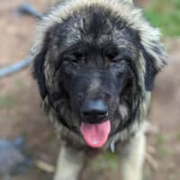 Photo of Hank