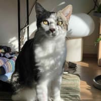 Photo of Fred   In Foster Care In Northcote