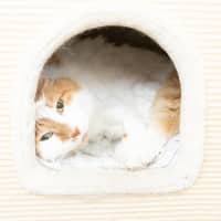 Photo of Nutmeg