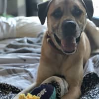 Photo of Rocco