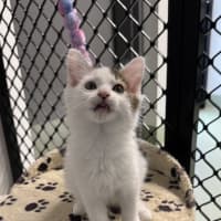 Photo of Tinkerbelle