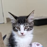 Photo of C1410 Kenzo 