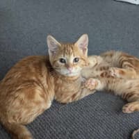 Photo of Bluey (Ginger)