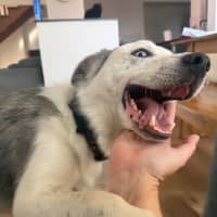 Photo of Zeus 