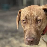 Photo of Jax