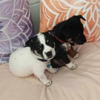 Photo of Miss Pepper And The Peppercorns