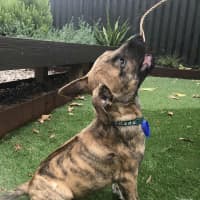 Photo of Ridge   14 Week Old Ridgeback X