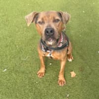Photo of Inca
